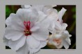 /album/flower-collection/kvet-cez-ram-jpg/